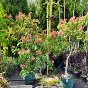 Kasztanowiec czerwony 'Briotii'