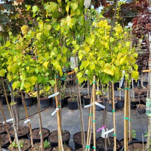 Brzoza brodawkowata 'Golden Cloud'