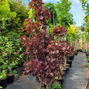 Klon kolumnowy 'Crimson Sentry'