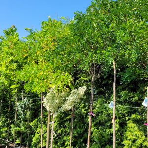 Robinia akacjowa 'Umbraculifera'