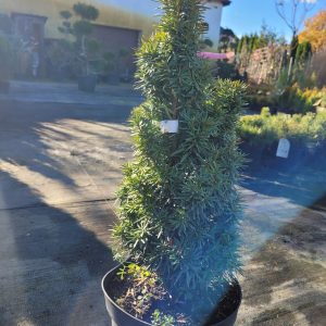 Cis pospolity 'David'