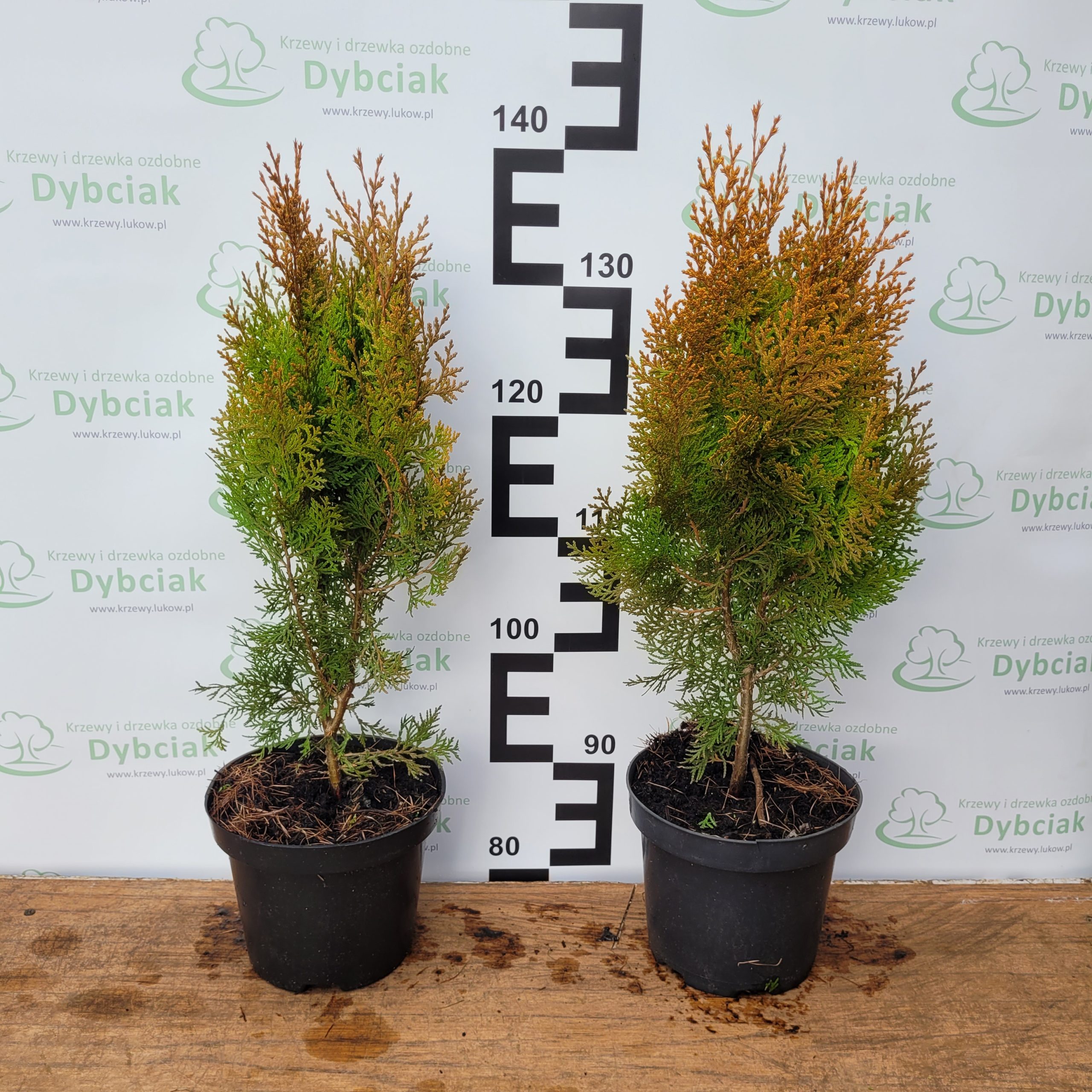 Żywotnik wschodni 'Aurea Nana' - obrazek 7