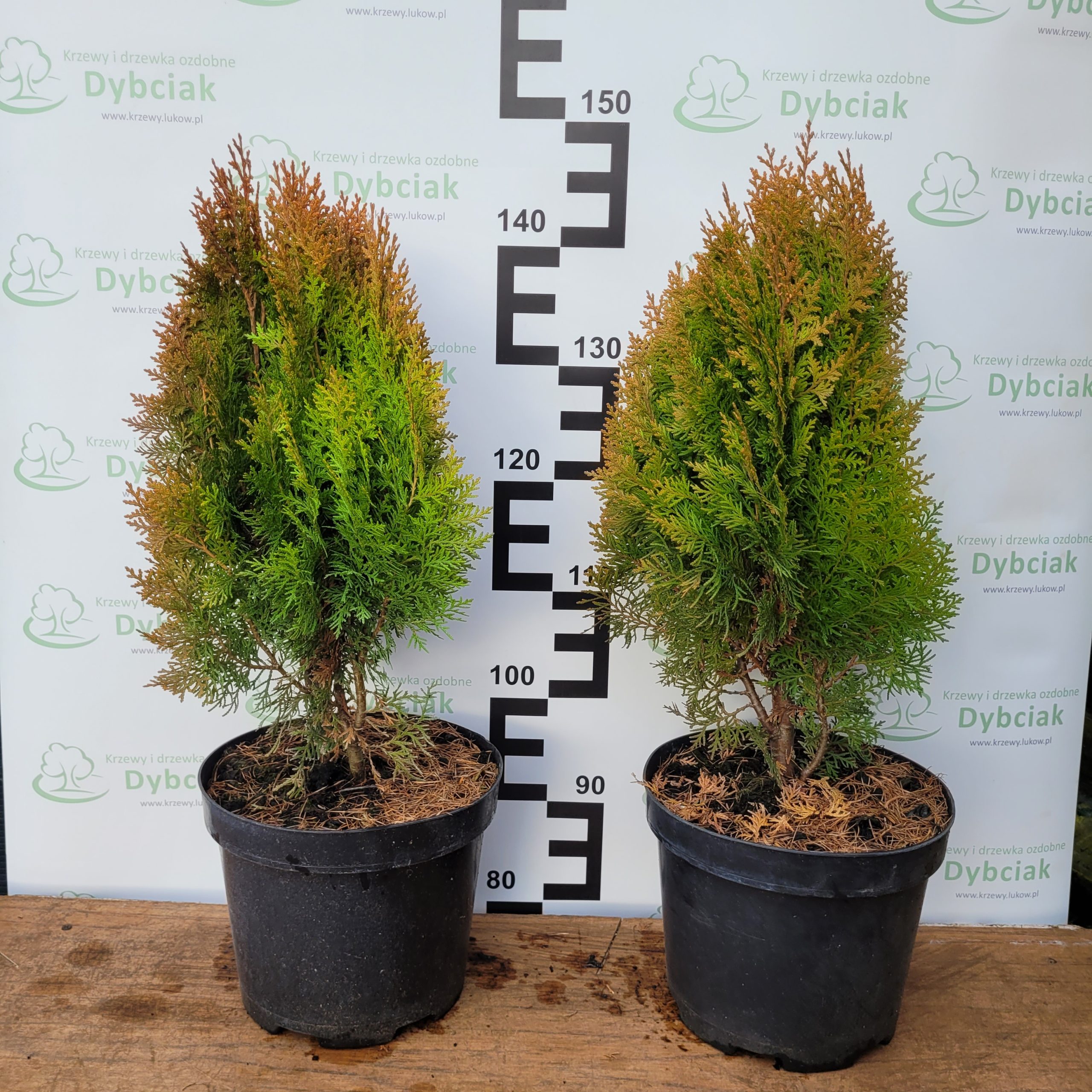 Żywotnik wschodni 'Aurea Nana' - obrazek 6