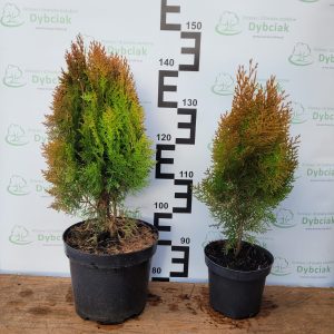 Żywotnik wschodni 'Aurea Nana'