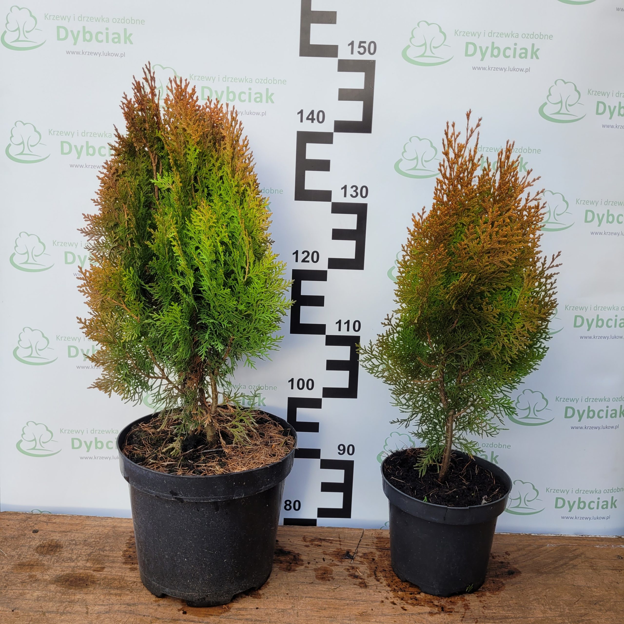 Żywotnik wschodni 'Aurea Nana'