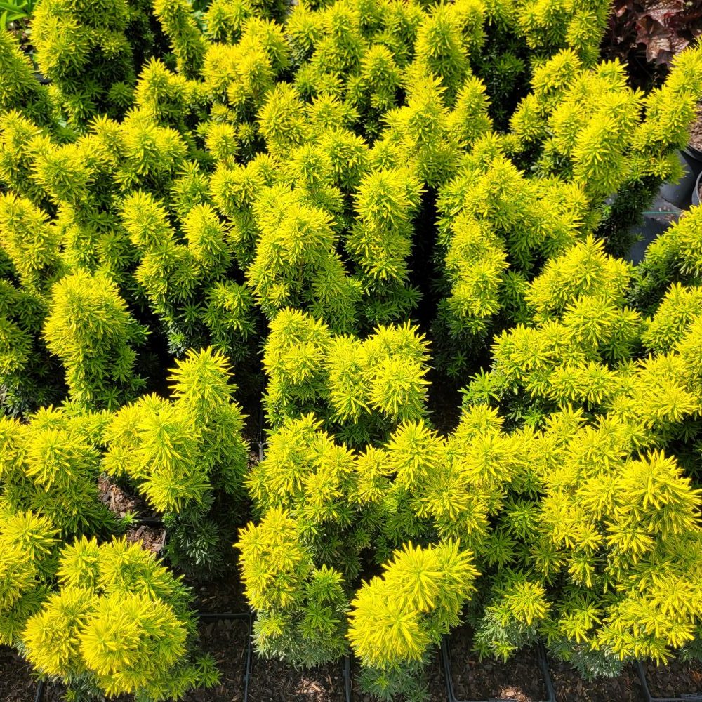 Cis pospolity 'Krzysztof'