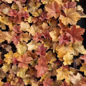 Żurawka 'Southern Comfort'