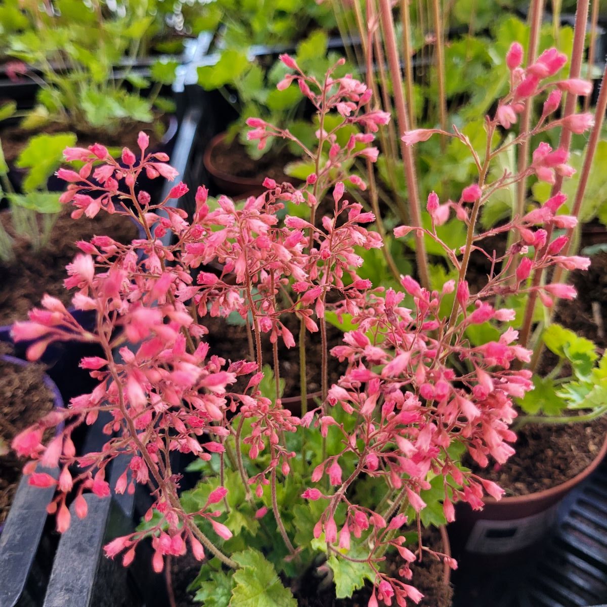 Żurawka 'Pink Revolution' - obrazek 2