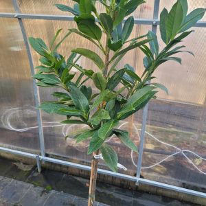 Laurowiśnia wschodnia 'Caucasica' na nodze