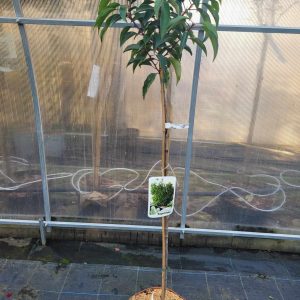 Laurowiśnia Iberyjska 'Angustifolia' na nodze