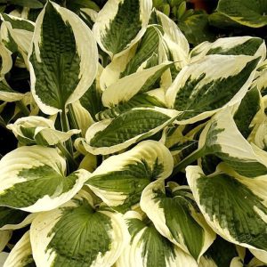 Funkia - Hosta 'Patriot' 3