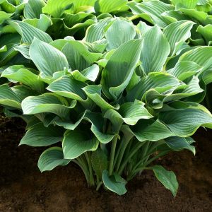Funkia - Hosta 'Regal Splendor'7