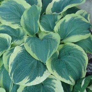 Hosta 'American Halo'