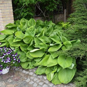 Hosta Fukia sum and substance