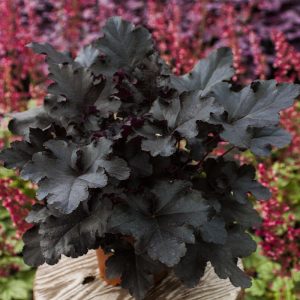 Żurawka 'Black Pearl' Heuchera 'Black Pearl'5