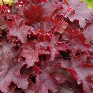 Żurawka 'Fire Chief' Heuchera 'Fire Chief'1