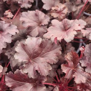 Żurawka Huchera 'Black Pearl'1