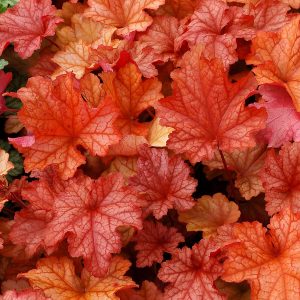 Żurawka 'Paprika’ Heuchera