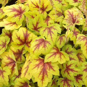 Żurawka 'Stoplight' Heuchera 'Stoplight'