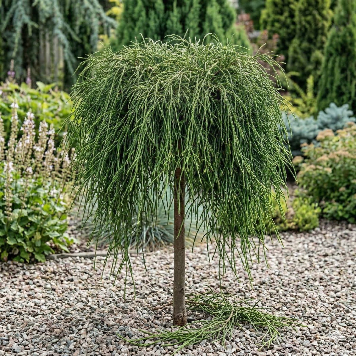 Żywotnik olbrzymi 'Whipcord' thuja plicata