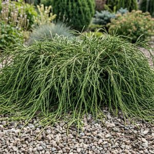 Żywotnik olbrzymi 'Whipcord' thuja plicata