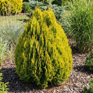 Żywotnik wschodni 'Aurea Nana'