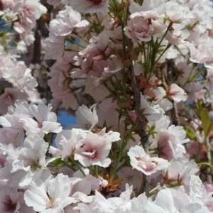 Wiśnia japońska 'Amanogawa'