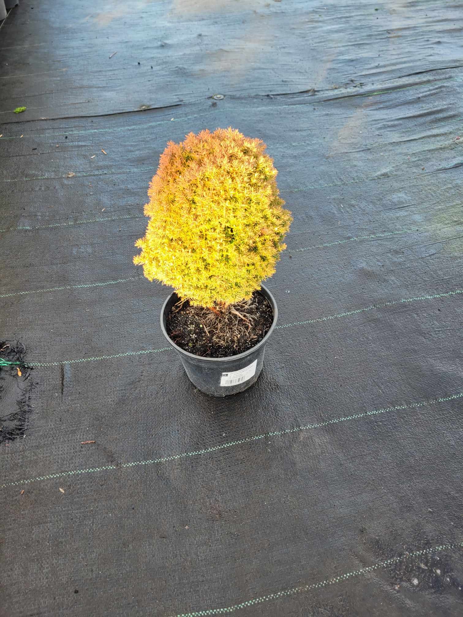 Żywotnik zachodni ‘Anniek’ - obrazek 3