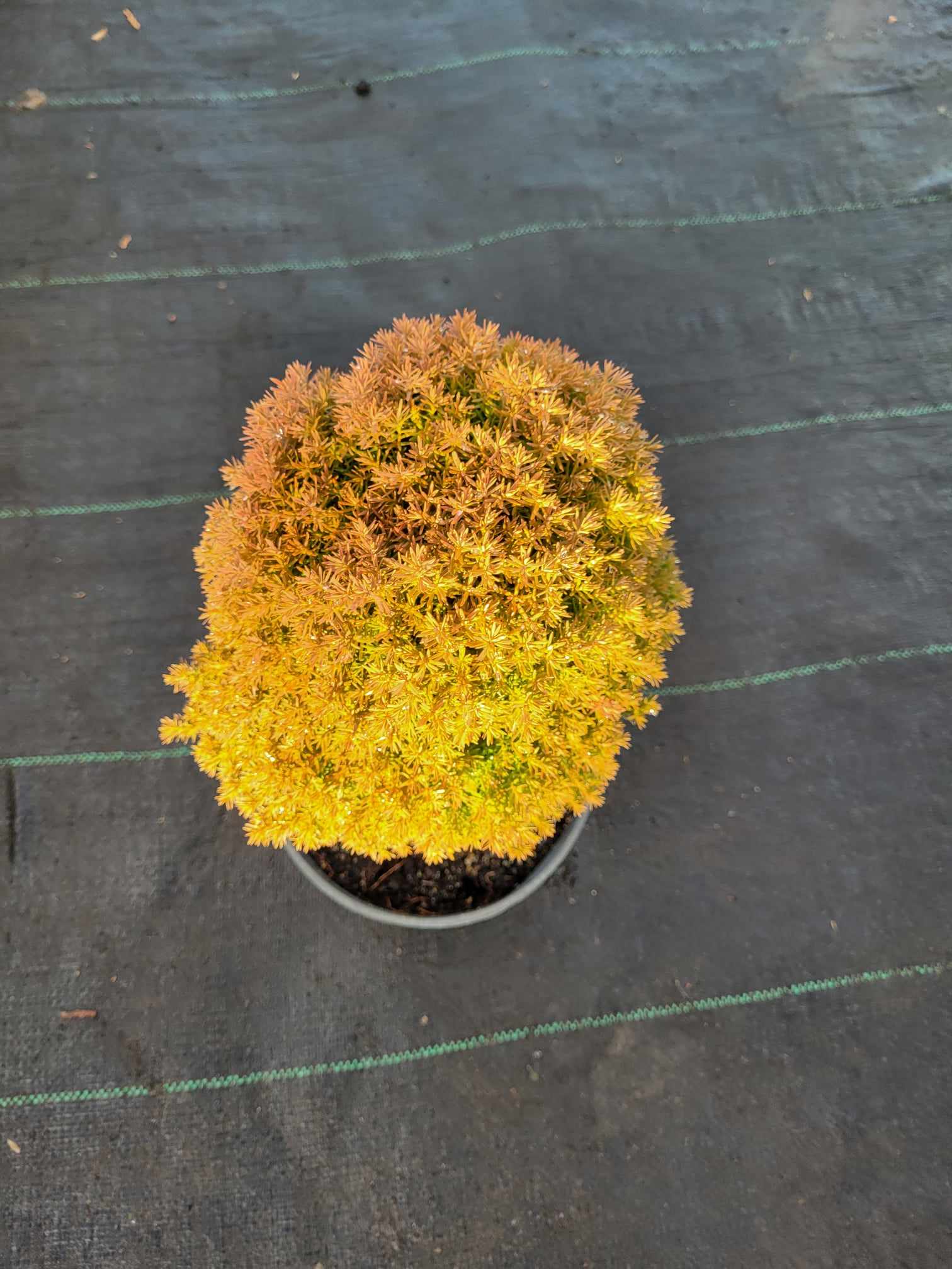 Żywotnik zachodni ‘Anniek’