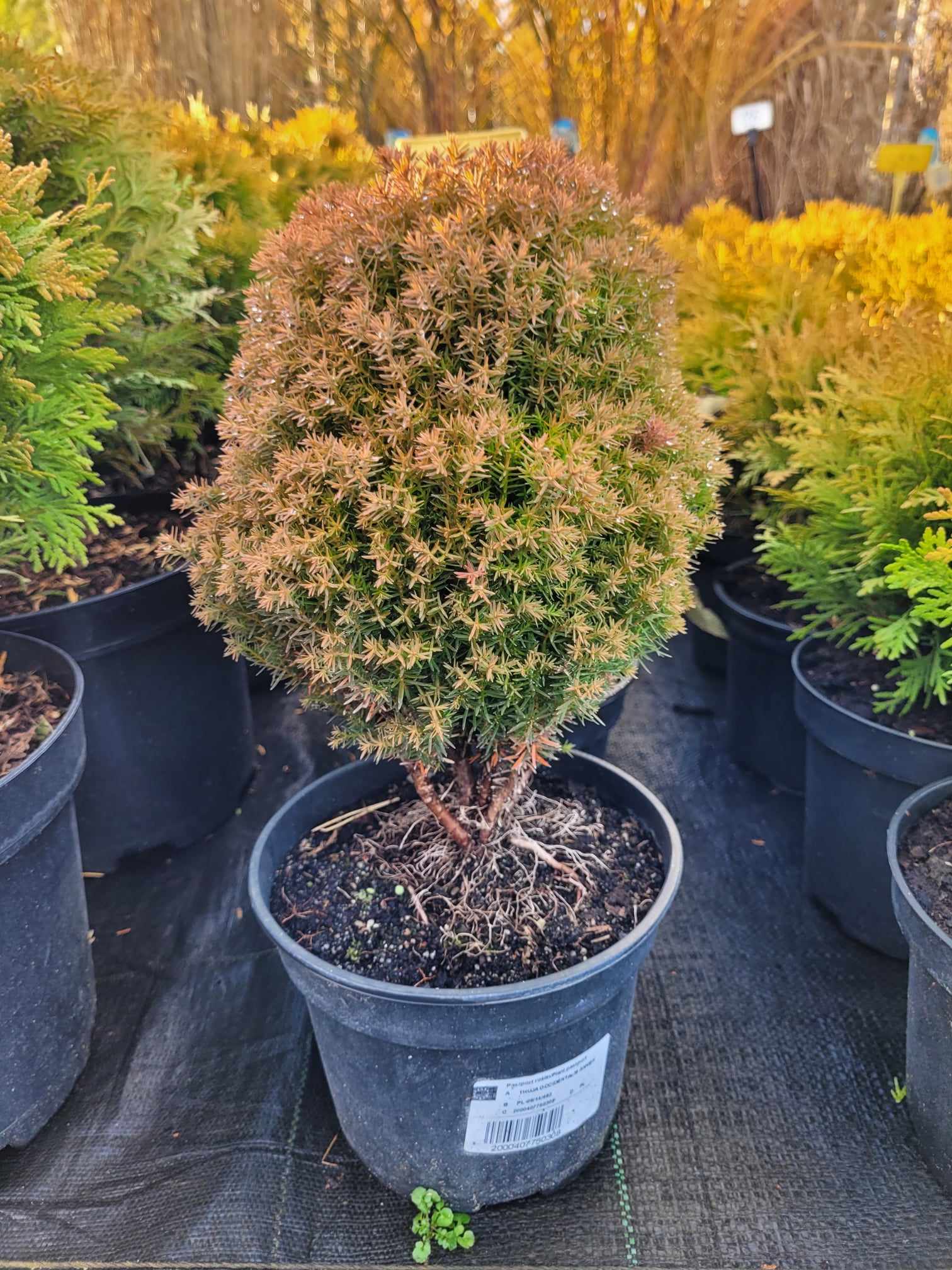 Żywotnik zachodni ‘Anniek’ - obrazek 2