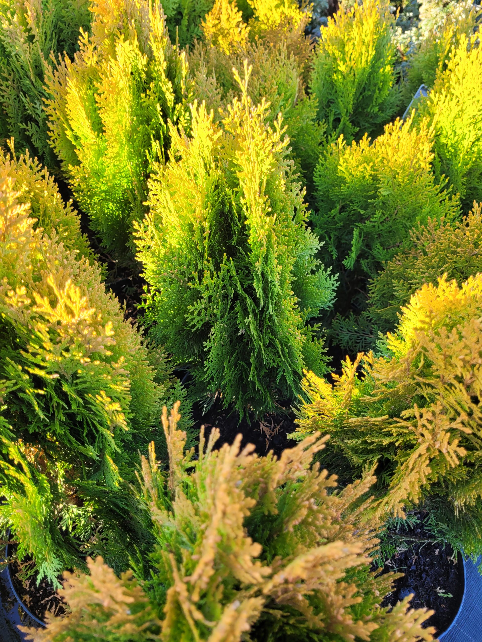 Żywotnik wschodni 'Aurea Nana' - obrazek 4