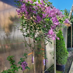 Lilaki – bzy szczepione