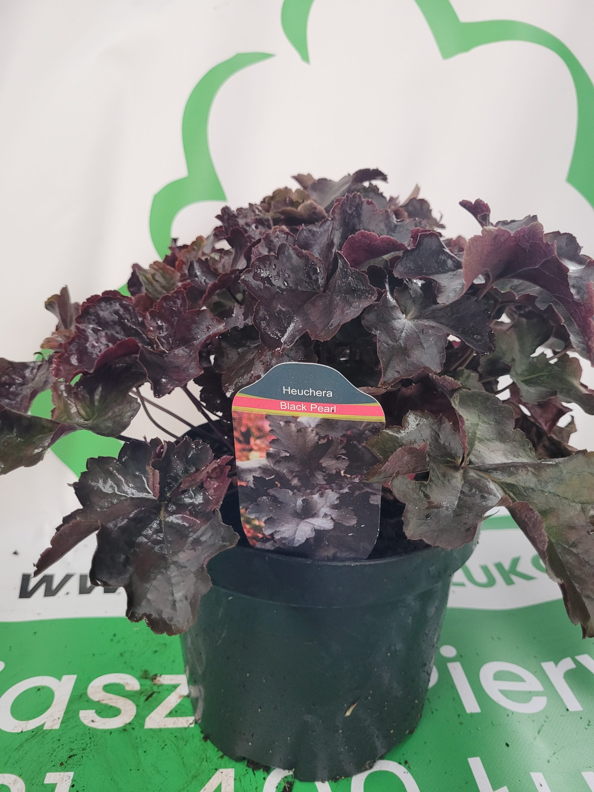 Żurawka 'Black Pearl' - obrazek 2