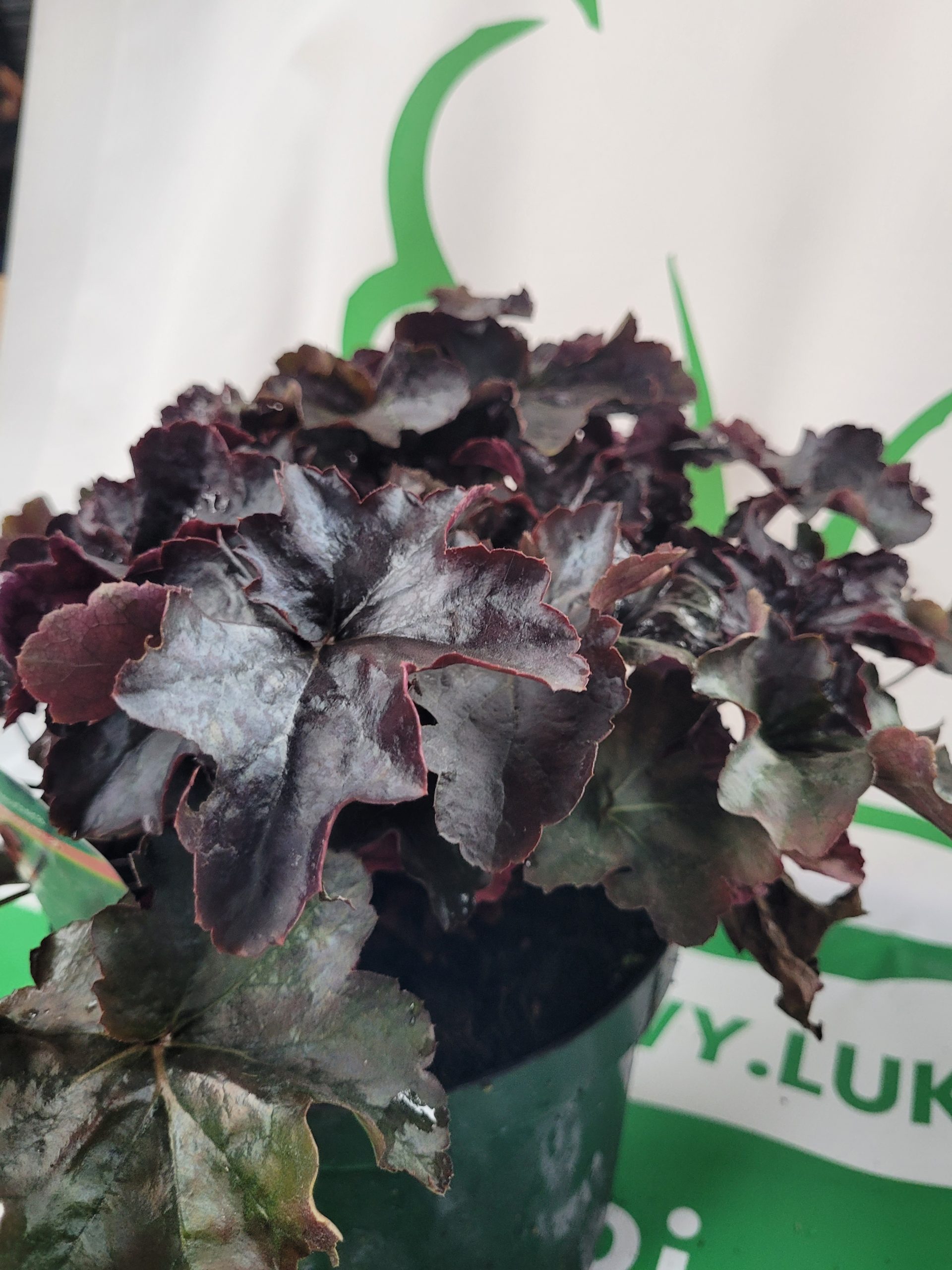 Żurawka 'Black Pearl' - obrazek 3