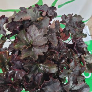 Żurawka 'Black Pearl'