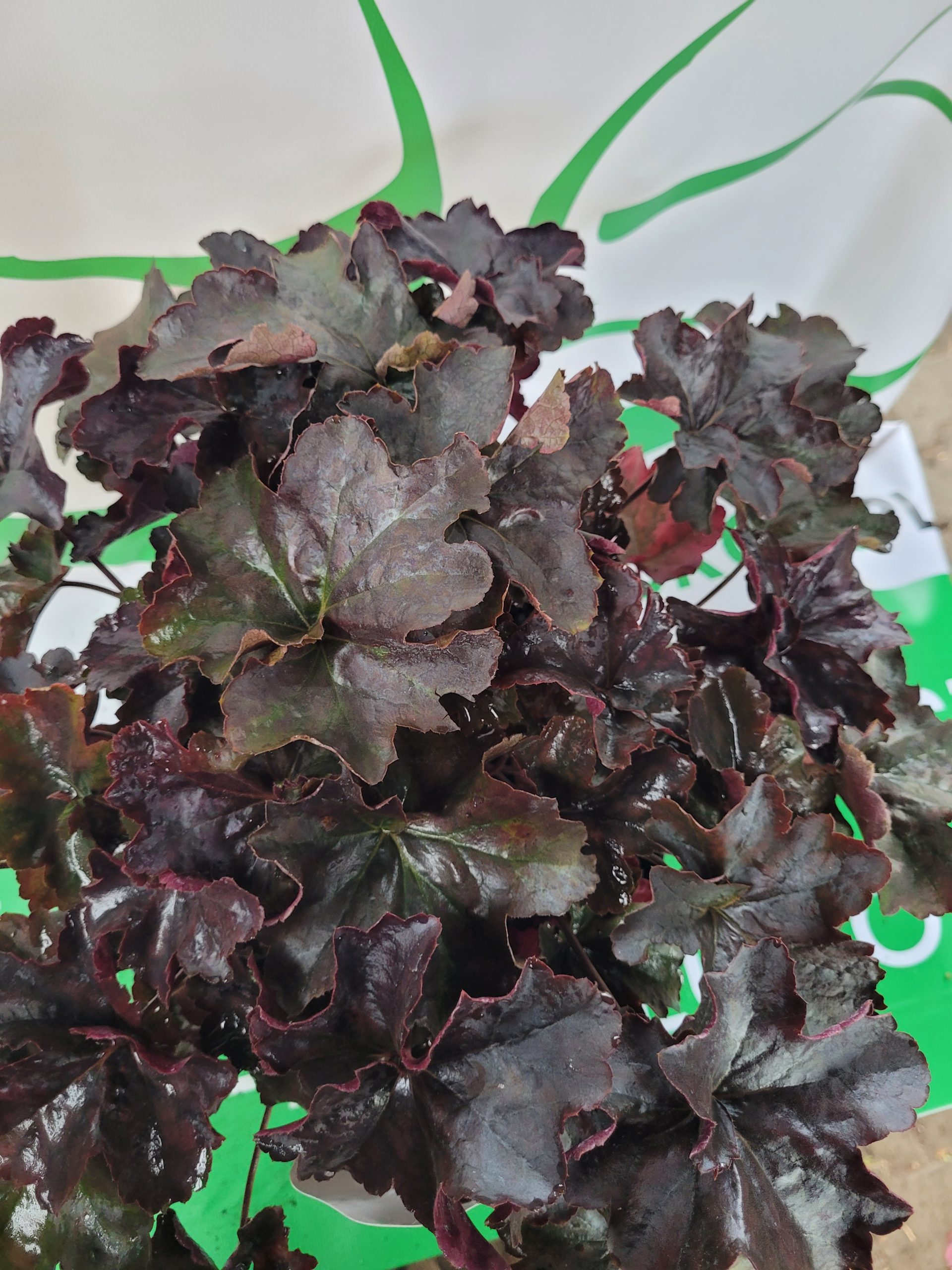 Żurawka 'Black Pearl'