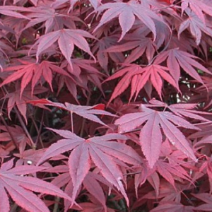 Klon palmowy 'Bloodgood'