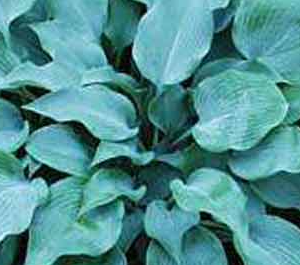 Funkia - Hosta 'Hadspen blue'
