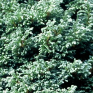 Cyprysik groszkowy 'Boulevard'