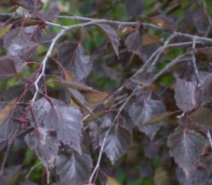 Brzoza brodawkowata 'Purpurea'