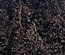 Buk pospolity 'Purple Fountain'