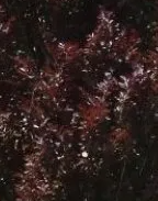 Buk pospolity 'Roman Obelisk'