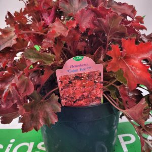 Żurawka 'Cajun Fire'