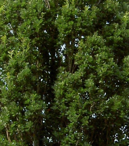 Dąb szypułkowy - Quercus robur