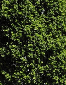 Dąb szypułkowy 'Fastigiata'