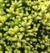 Świerk biały ‘Daisy’s White’