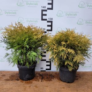 Żywotnik zachodni 'Danica Aurea'