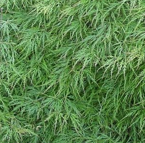 Klon palmowy 'Dissectum'