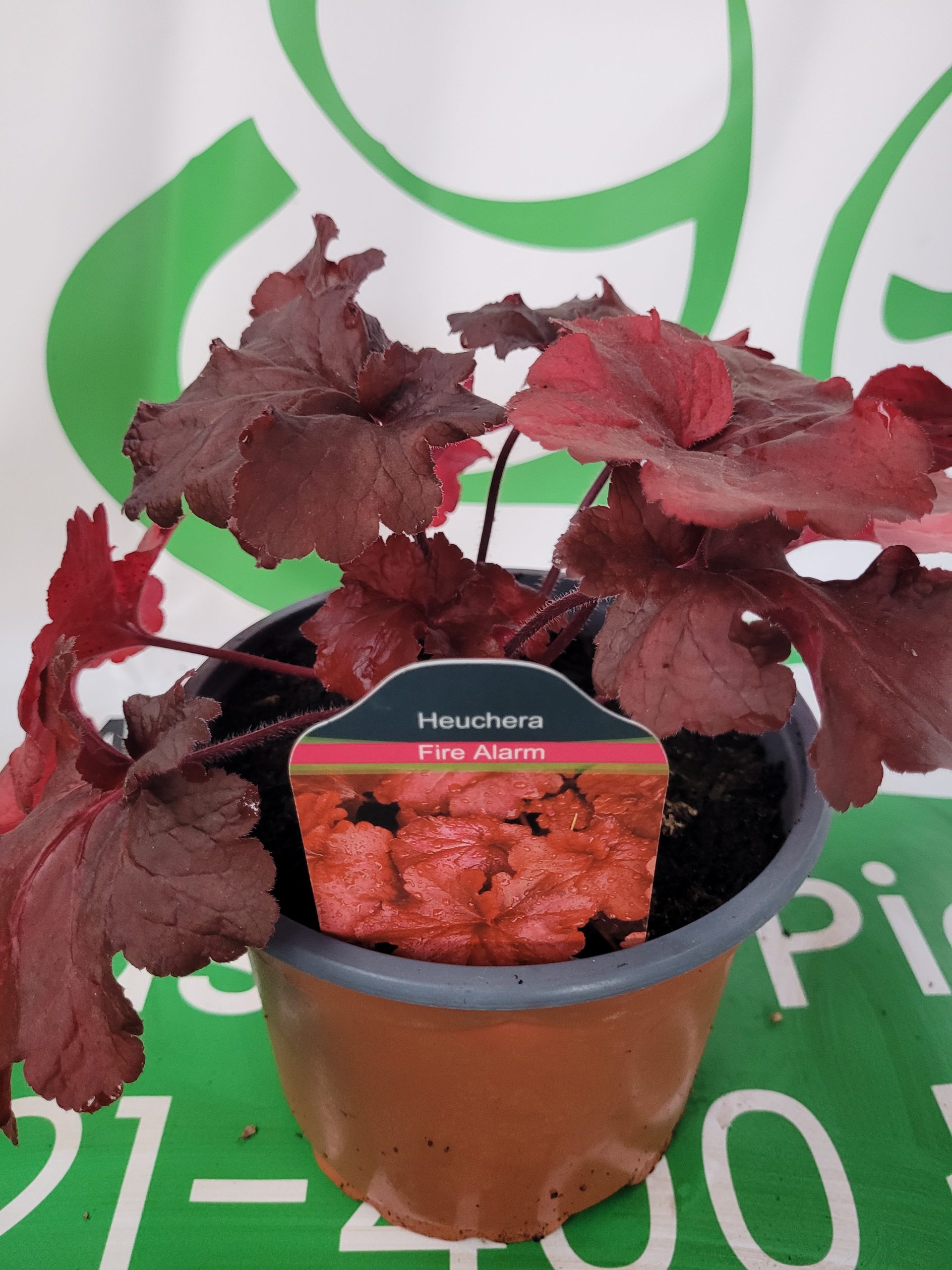 Żurawka 'Fire Alarm' - obrazek 2