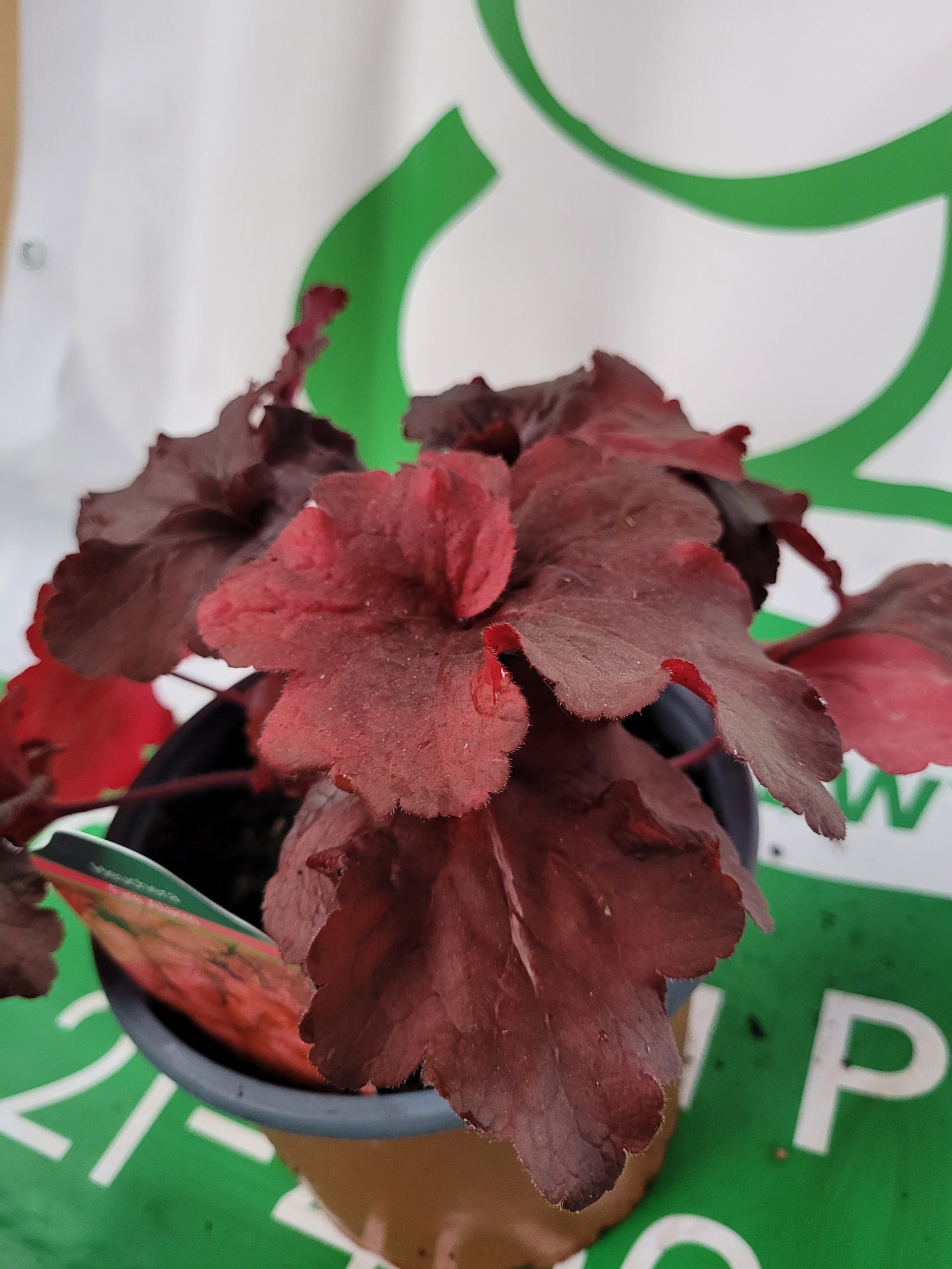 Żurawka 'Fire Alarm' - obrazek 3